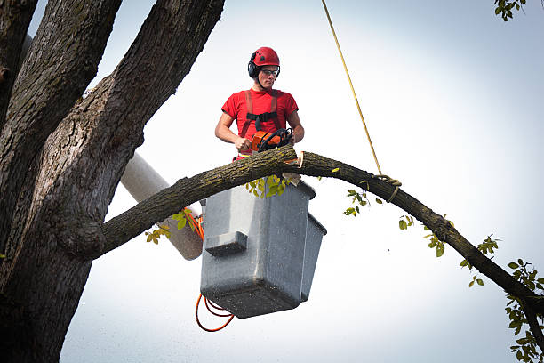 Best Tree Pruning Services  in USA